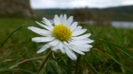 Lone daisy by the lake - Coniston, Cumbria