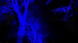 Trees lit up blue
